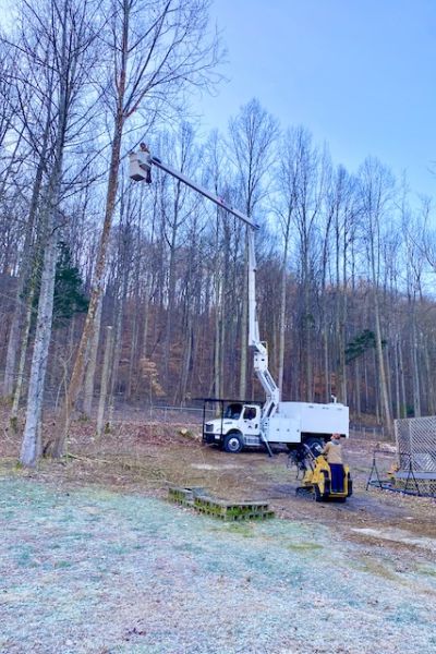 Using crane and aerial equipment to remove a tree.
