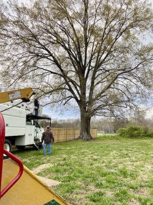 Large tree with equipment under it