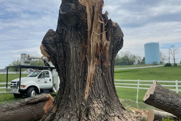 Tree damaged by storm