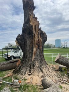Tree damaged by storm