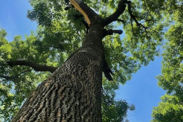 Tree with unhealthy branches in need of deadwooding.