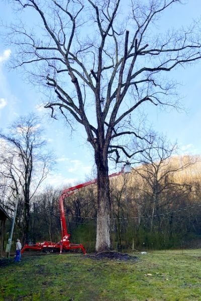 Trimming a tree using a crane. Learn about what Lain's Tree Service can offer.
