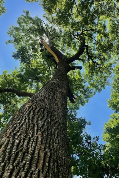 A man holding a clipboard, inspect tree for certified arborist consultation.