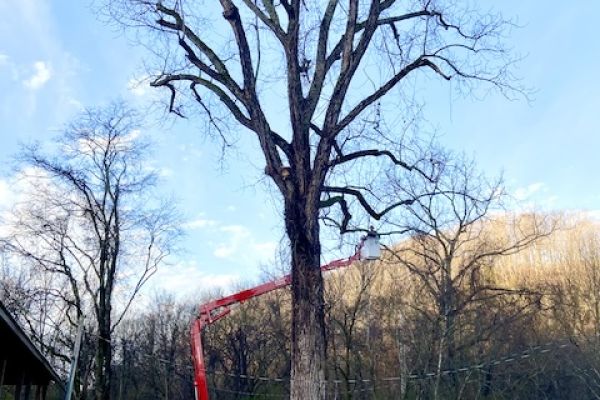 Man using chainsaw to elevate a tree.