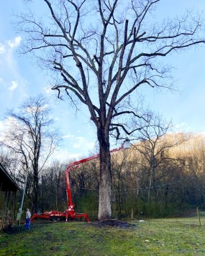 Tree being trimmed for large tree removal services.