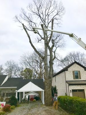 Using crane for tree services in neighborhood