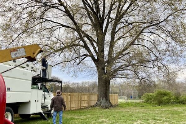 Tree trimming with an orange crane machine.