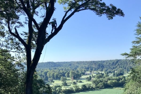 Man standing in tree doing pruning and shaping.